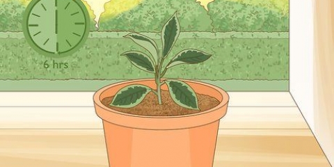 Pleje af en hoya-plante