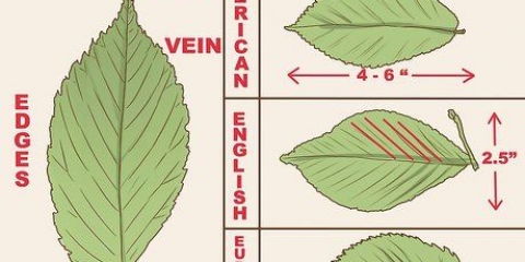 At genkende en elm