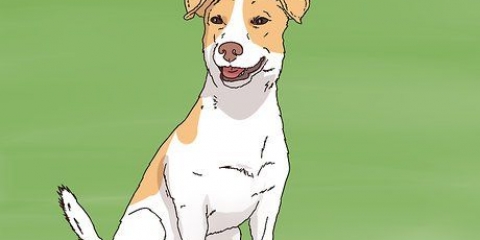 Valg af en jack russell hvalp