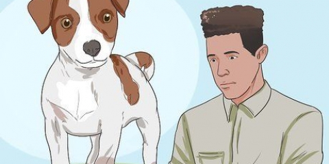 At holde en jack russell terrier glad