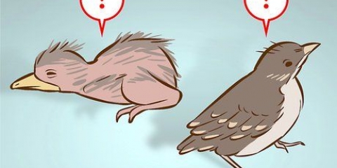 Hjælper en ung fugl, der er faldet ud af en rede