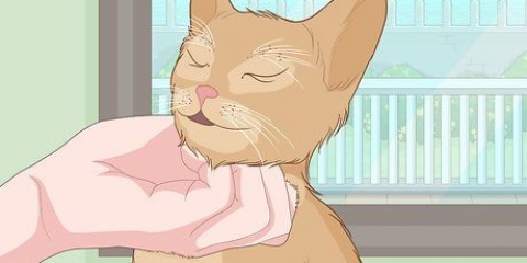 Kæle med en kat