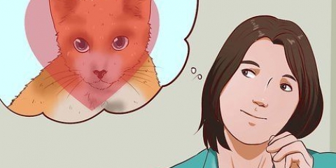 At få en kat som kæledyr