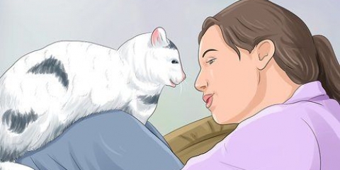 Stop en kat i at vække dig