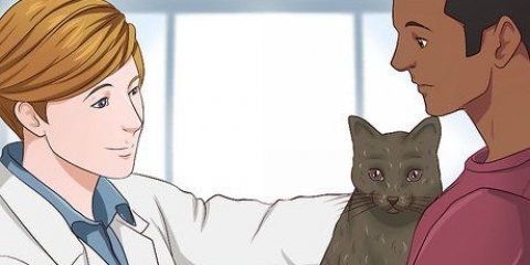 At give en kat beroligende medicin