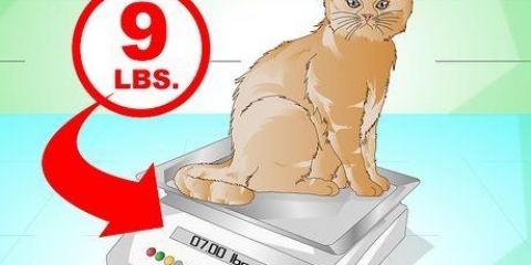 Få en kat til at ankomme