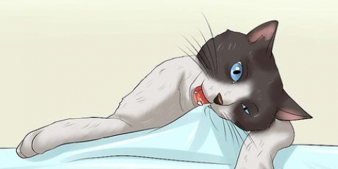 Sådan får du en kat til at stoppe med at tygge