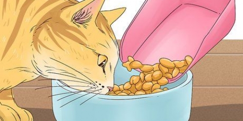 Få en kat til at stoppe med at miave