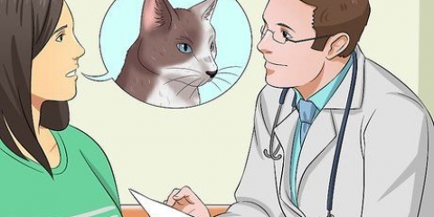 Medicinering af en kat