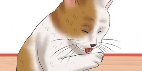 Tjek en kat for lopper