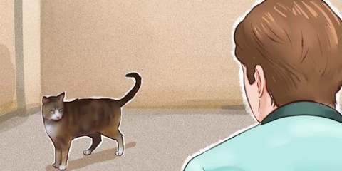 Tæmme en kat