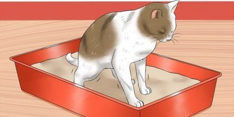 At give en kat et lavement derhjemme