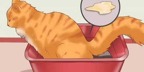 Hvordan man helbreder en kat for forstoppelse