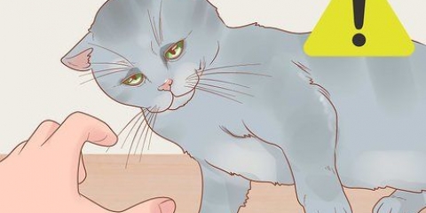 Holder en kat