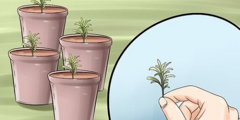 Deler en lavendelplante
