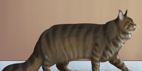 Identifikation af en maine coon