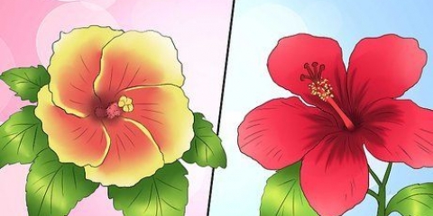 Overvintring af en flerårig hibiscus