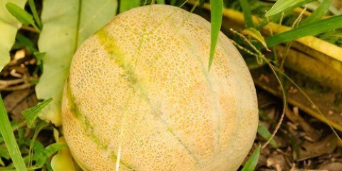 Modne en melon