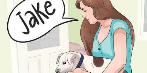 Lav et navn til din hvalp eller hund
