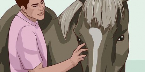 Lær en hest