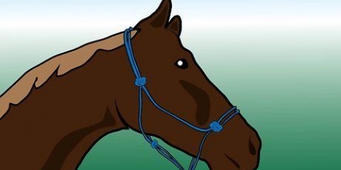 Børstning af en hest