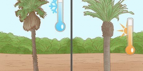 Plant et palmetræ