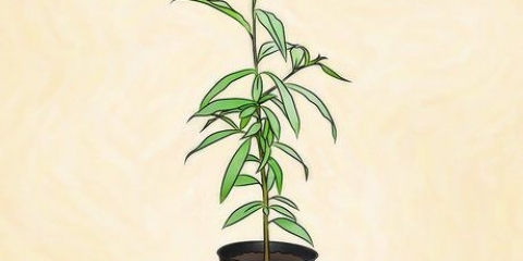 Planter et ferskentræ