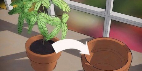 Ompot en plante