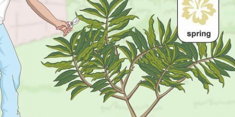 Beskæring af en plumeria