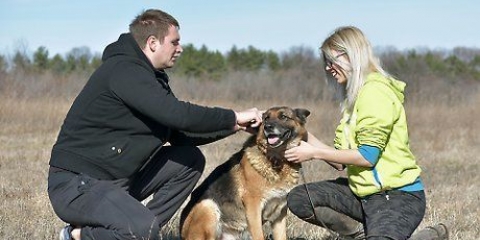 Brug af et halsbånd til hunde