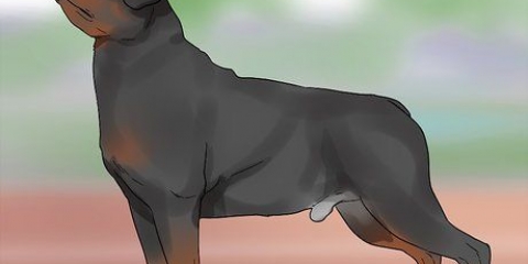 Identifikation af en rottweiler