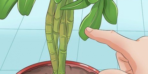 Beskæring af en schefflera-plante