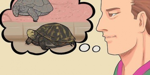 Pasning af en dvaleskildpadde