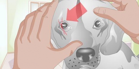 Behandling af en ridse på en hunds øje