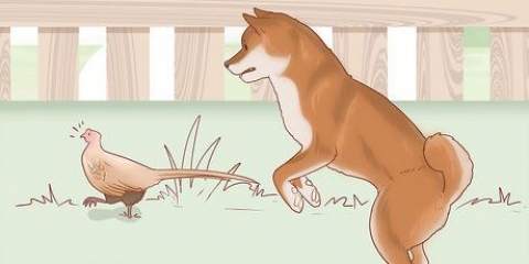 Valg af en shiba inu-hvalp