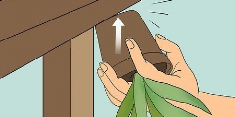 Genopliver en døende aloe vera-plante