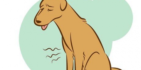 At genkende en døende hund