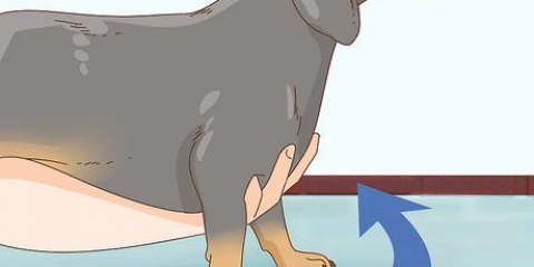 Holder en gravhund korrekt