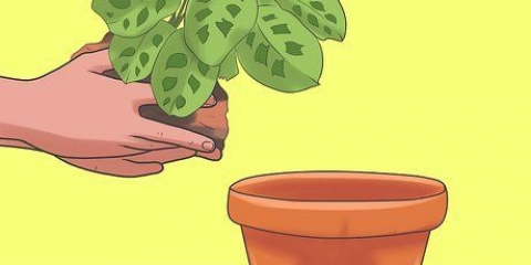 Pleje af en ti buds plante