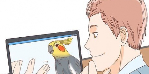 Køber en cockatiel