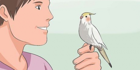 Træn en cockatiel til at tale
