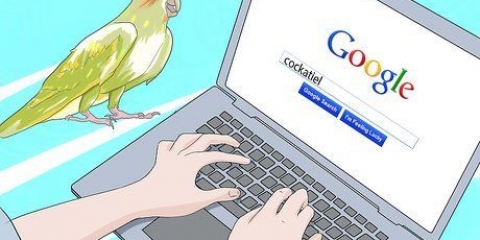 Grooming en cockatiel