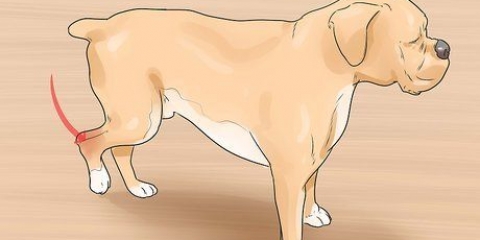 Behandling af en forstuvning hos en hund