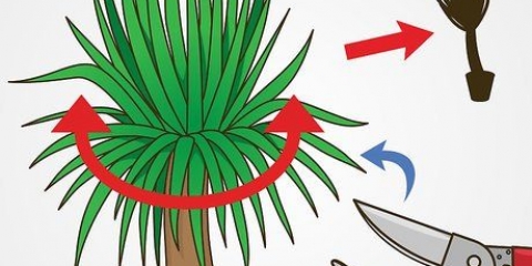 Beskæring af en yucca