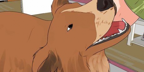 Sådan vasker du en gravid hund