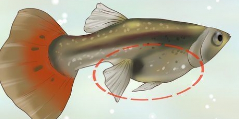 Find ud af, om din guppy er gravid