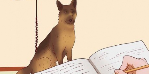 Sørg for, at din hund tager på i vægt på en sund måde