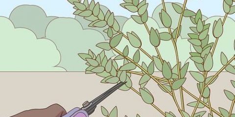 Opbevaring af eucalyptus