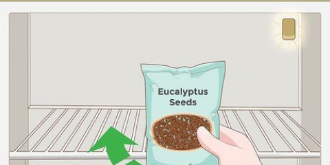 Dyrkning af eukalyptus