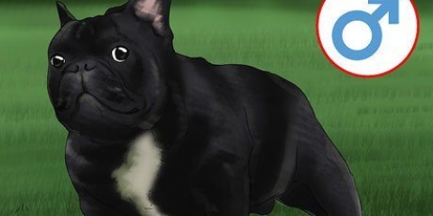 Opdrætter franske bulldogs
